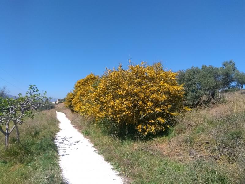 Bloeiende Mimosabomen (Foto: Kroezel)