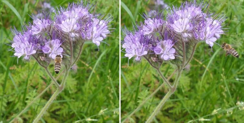 Foto: Stichting Bijen Zonder Zorgen