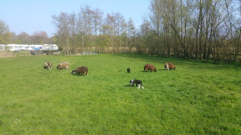 Interpretatie kwam tijdens een van zijn wandelingen een wei met dieren tegen