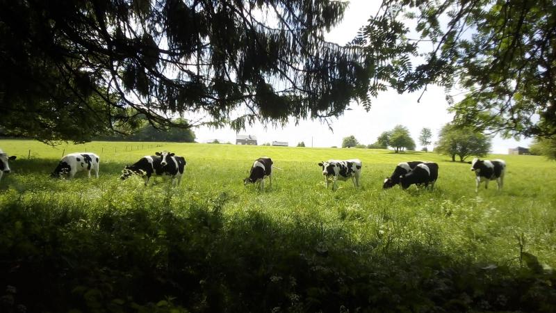 Koeien in Belgie (Foto: qltel)
