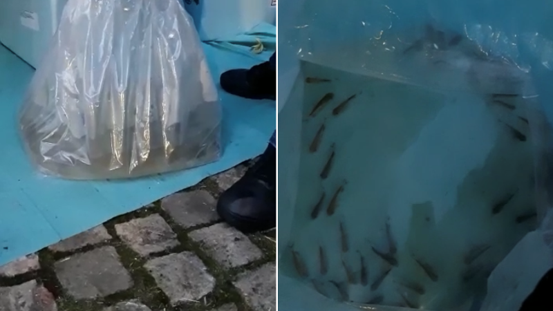 Vloeibare coke tussen levende vissen (Afbeelding: Politie)