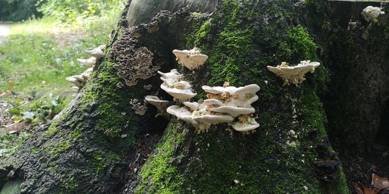 Het is herfst, dus paddestoelen