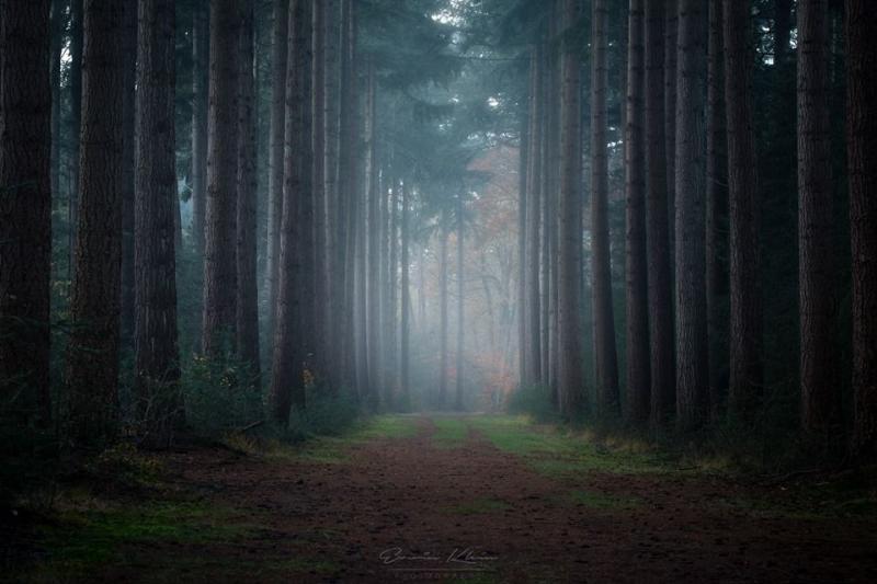 Het bos met mist (Foto: Erwin Klein)