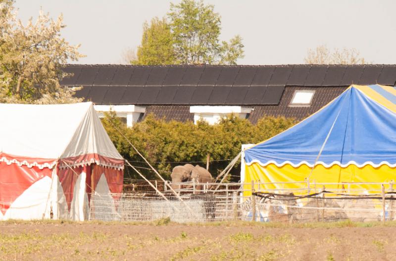 Circus Freiwald in Beringe (Foto: Animal Rights)