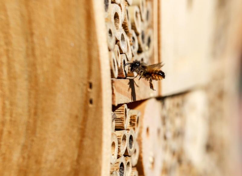 De rosse metselbij die een bijenhotel in vliegt (Foto: Klapmongeaul)