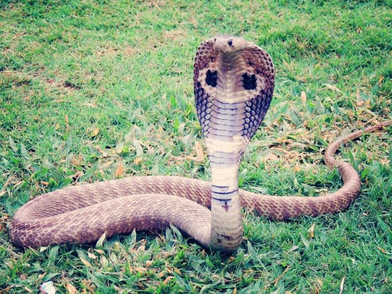 De koningscobra, een slang die je niet graag tegenkomt. (Foto: Pixabay)