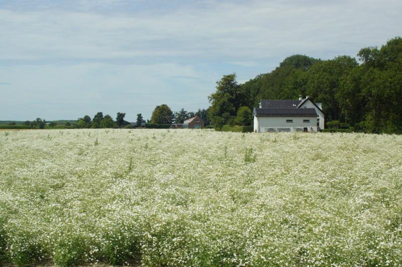 Gipskruidveld in Zeeland (Foto: Scherpschutter)