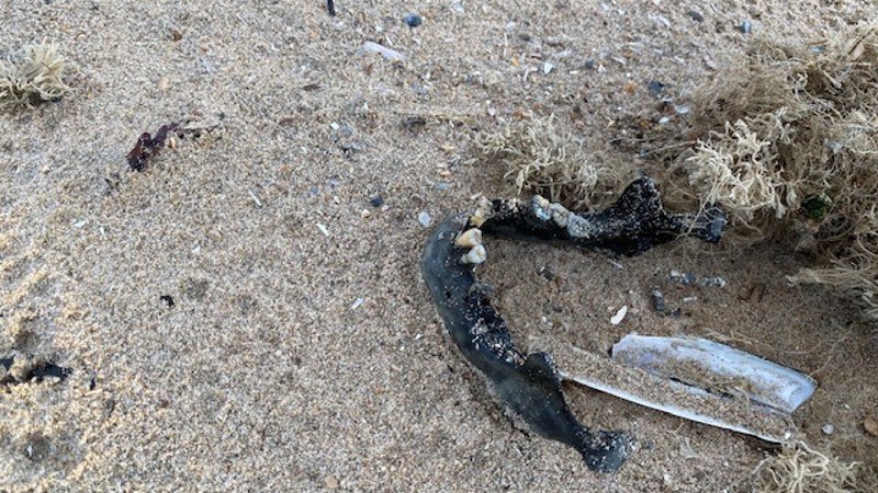 Archeologische vondst op strand Noordwijk (Foto: Politie)