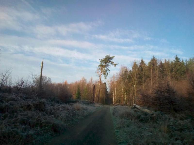 Van de schaduw de zon, het bos in (Foto: qltel)