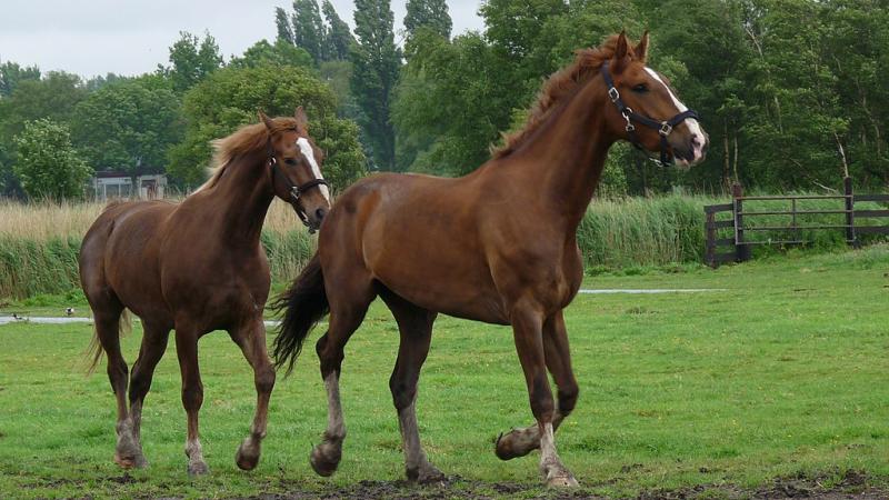 Het nutteloze feitje van de dag: paarden, paarden en nog eens paarden (WikiCommons/Fractal Caleidoscope)
