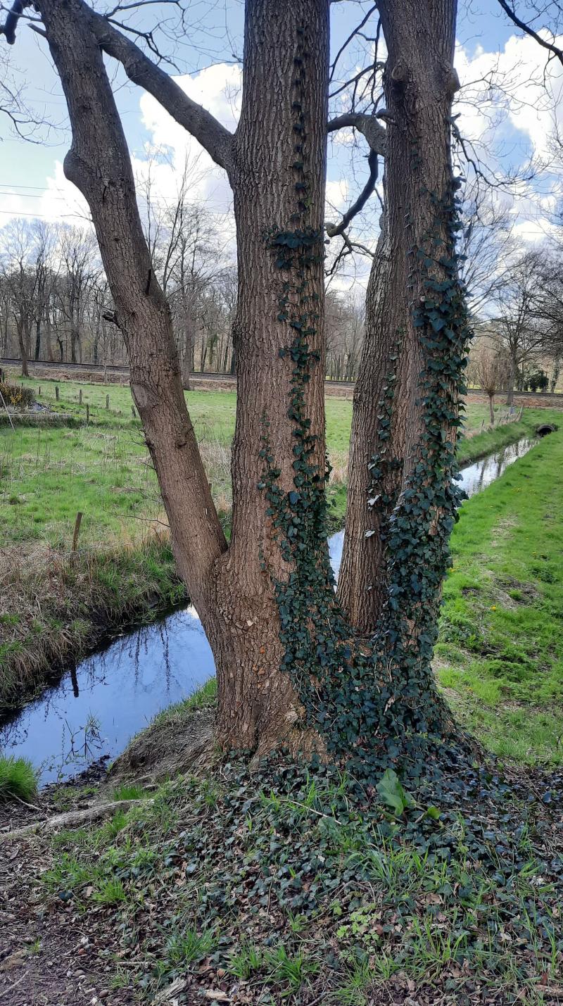 Bewolking tussen de boom door (Foto: _UserName_)