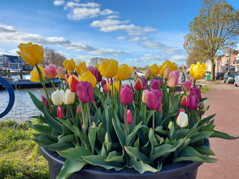 Fraaie tulpen en een boot (Foto: Pukeko)