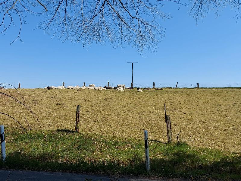 Schaapjes in de zonnige buitenlucht (Foto: qltel)