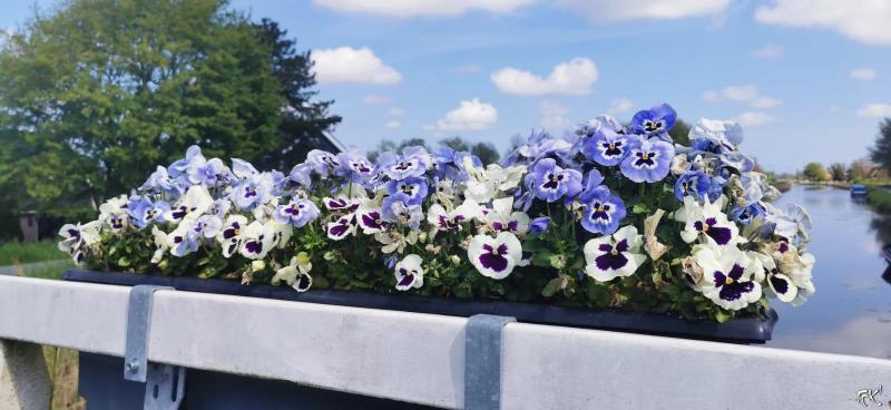 Viooltjes op een brug  (Foto: FOK!)