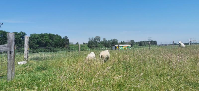 Schaapjes op het droge in Beverwijk (Foto: DJMO)