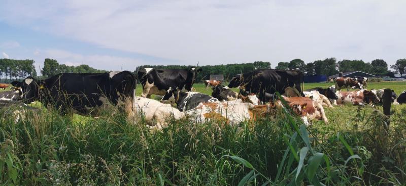 Chillende koeien in Beesd (Foto: DJMO)