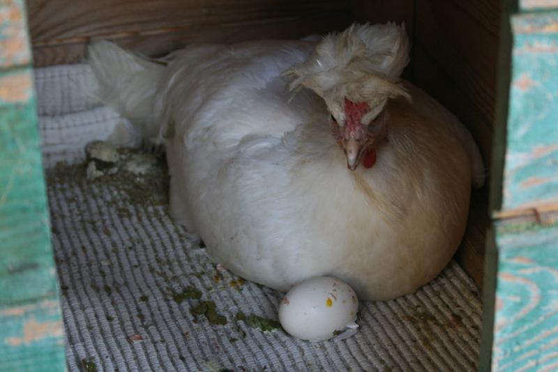 Het nutteloze feitje van de dag: kip of het ei (WikiCommons/Pava)