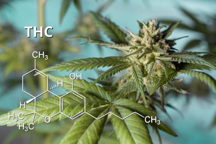 THC -wietolie ( Foto-Pixabay)