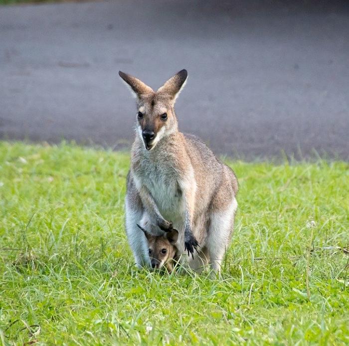Kangoeroe met jong ( Foto-Pixabay)