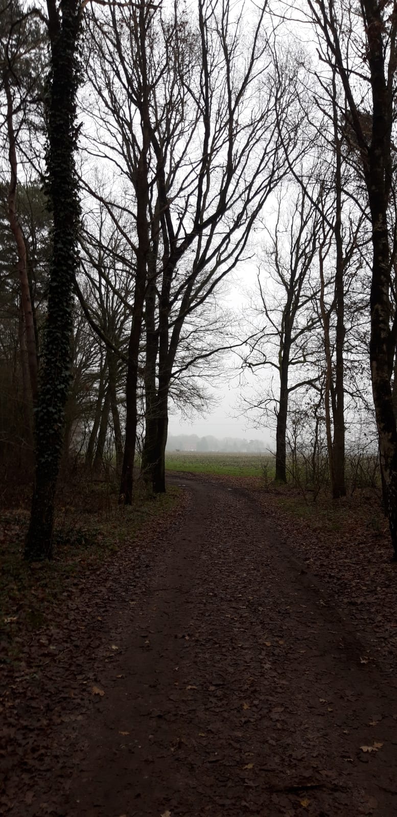 Donker in het bos, grijs voorbij de bomen (Foto: Partner van _UserName_)