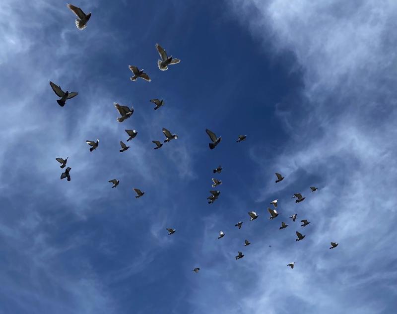 Het nutteloze feitje van de dag: Veel geld voor duiven van NPO (WikiCommons/Spanishguitar101)