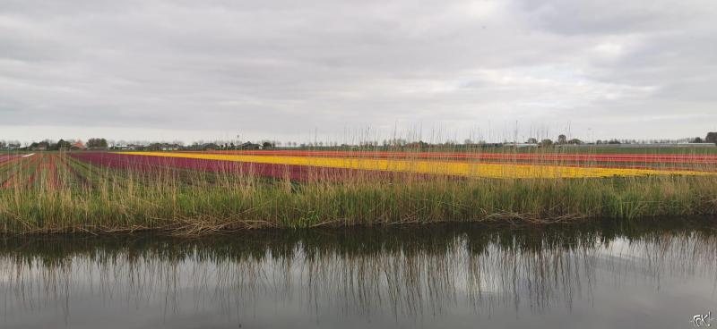 Bollenvelden in Noord-Holland  (Foto: FOK!/DJMO)
