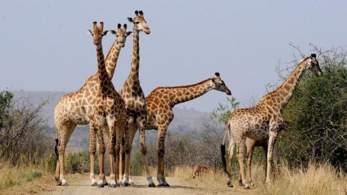 Giraffes (Foto:Pixabay)