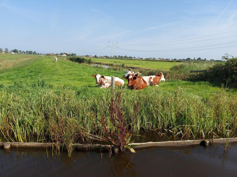 Koeien in de Zaandammerpolder (Foto:Jippie)