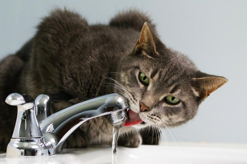Kat drinkt kraanwater (Afbeelding: pixabay)