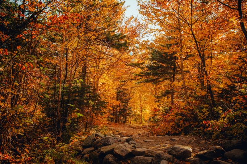 Herfst in het bos (Foto Unsplash-Billy Freeman) 