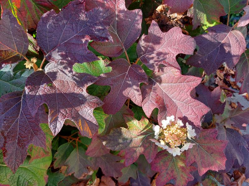 Zachte herfst laat eikebladhortensia in herfstkleur opnieuw bloeien (Foto:klokhuisje)