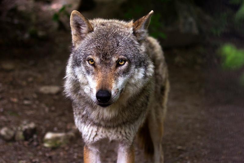 Wolf veroorzaakt tweespalt (Image by Rain Carnation from Pixabay)