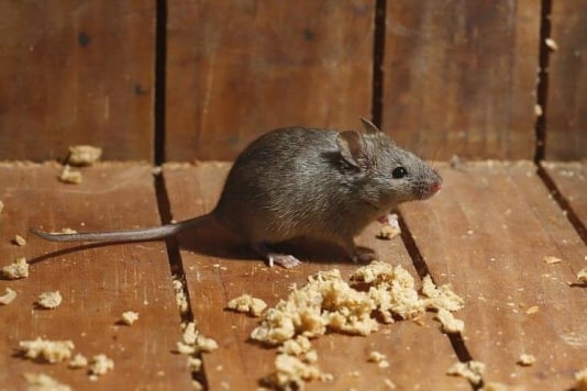 Muizen en ratten zoeken binnen beschutting tegen de kou (afbeelding: Beestjes Kwijt)