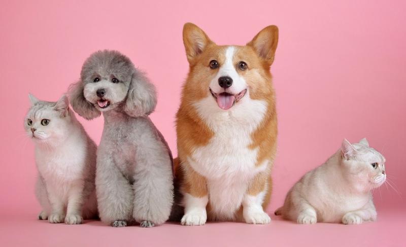 Huisdieren houden steeds duurder Huisdieren houden steeds duurder