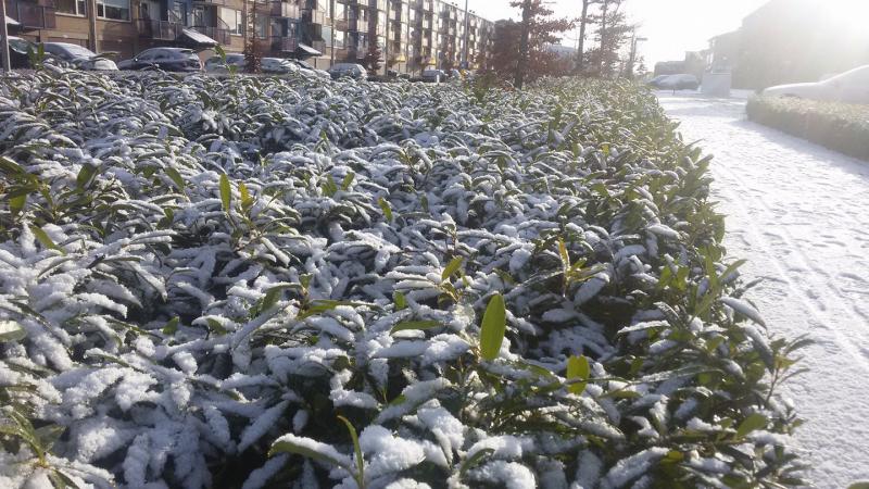 Sneeuw in Winterswijk (Archieffoto) (Foto: _UserName_)