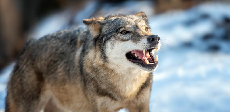 Probleemwolf (@Byrdyak via Freepik) 