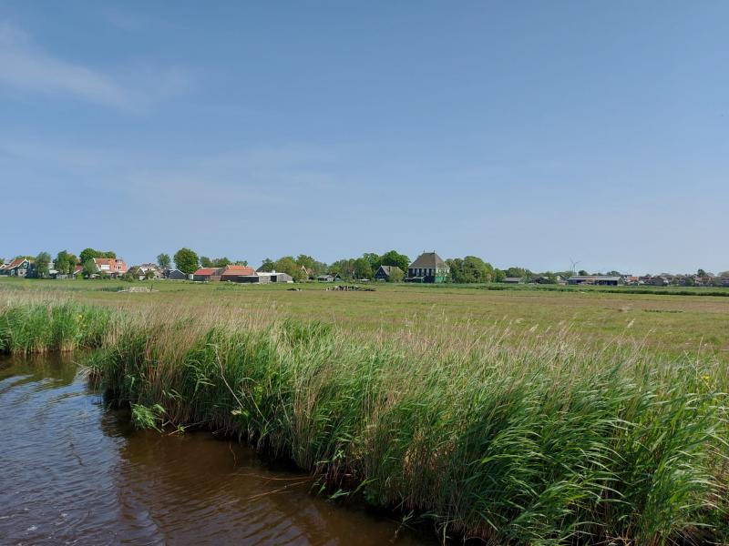 Koetjes in de verte in De Reef (Foto: Jippie)