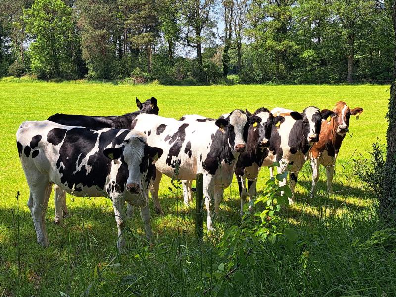 Deze koeien vinden Anouk wel heel interessant  (Foto: Anouk)