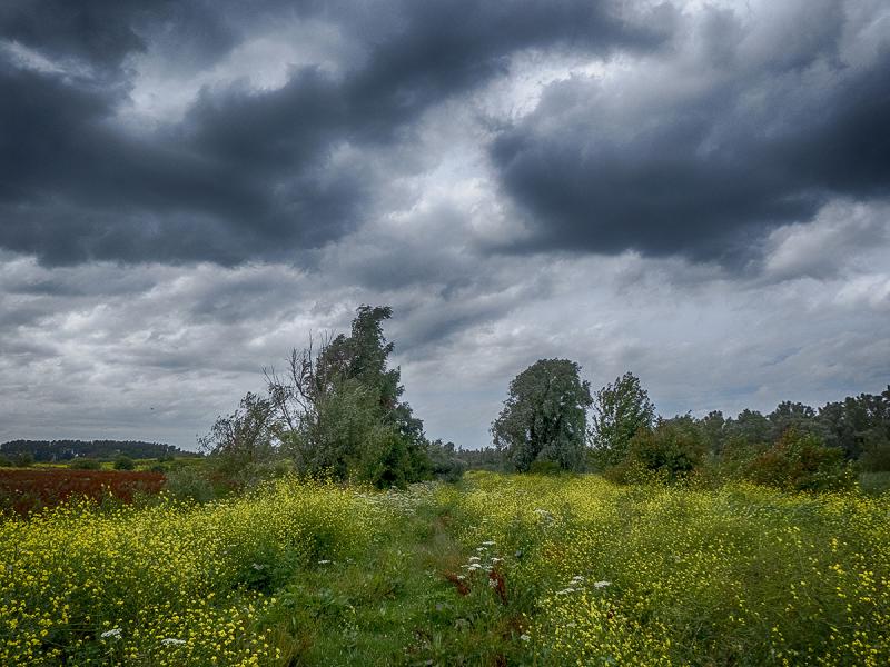 Donkere wolken boven het Oostvaardersveld (Foto: Ouwesok)