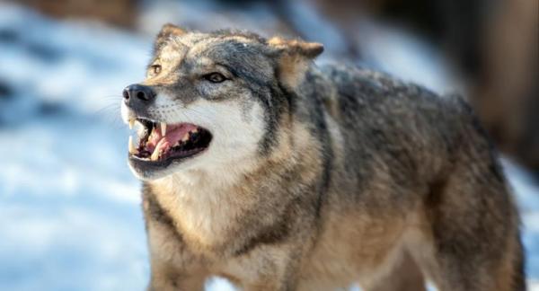 Grijze wolf (Foto : Freepik)