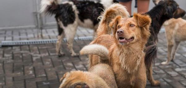 Verwaarloosde honden ( Foto : Freepik)