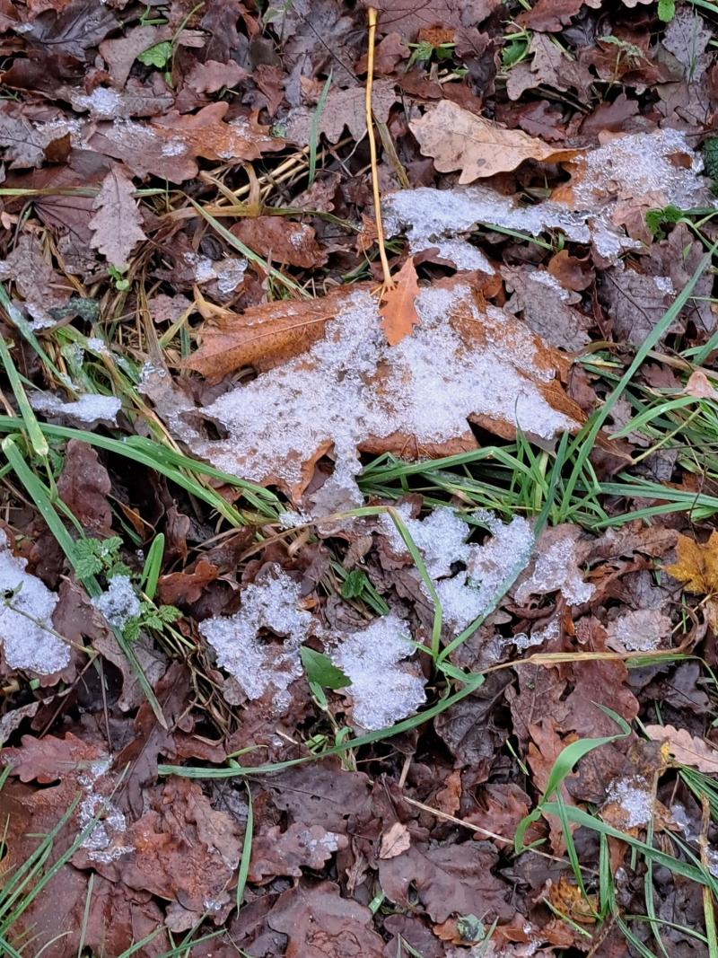 In het oosten des lands is afgelopen de eerste sneeuw gevallen (Foto: Anouk)