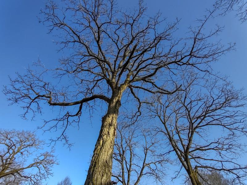 Een winterse blauwe lucht inclusief kaal takkenwerk (Foto: Ouwesok)