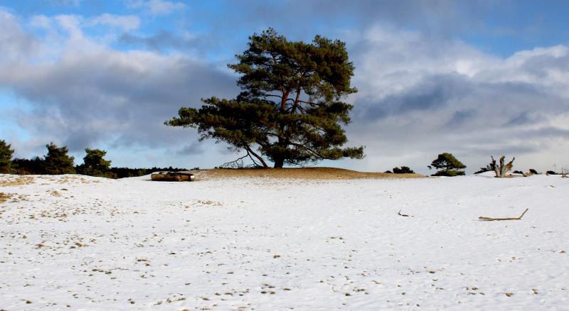 Even nagenieten nog van de sneeuw in het Drouwenerzand (Foto: bondage)