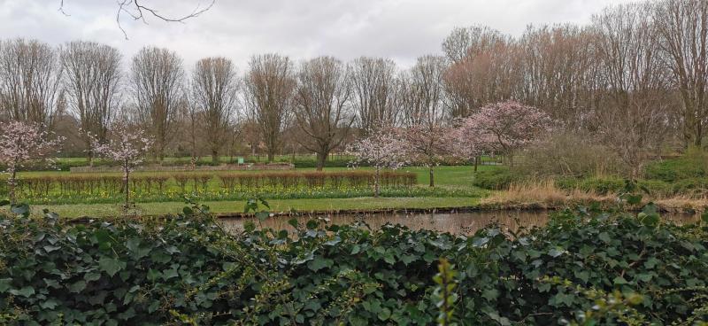 Het Erasmuspark in Amsterdam raakt in bloei (Foto: DJMO)