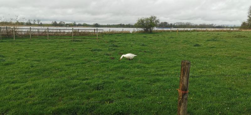 Gijs, de eenzame gans in de Biesbosch (Foto: DJMO)