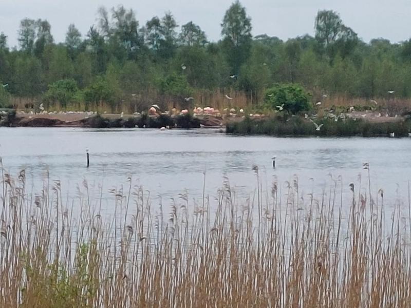 Flamingo's in het Zwilbrocker Venn (D) (Foto: _UserName_)