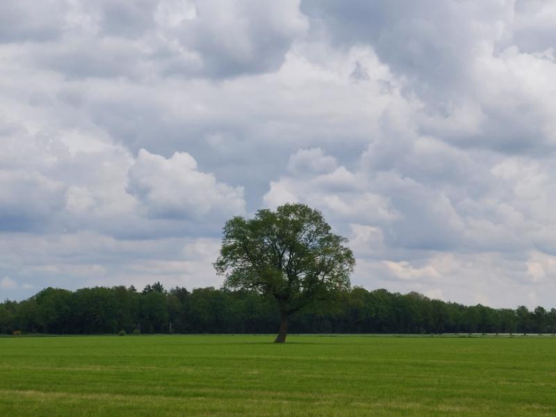 De eenzame boom in het grensgebied bij Winterswijk (Foto: _UserName_)