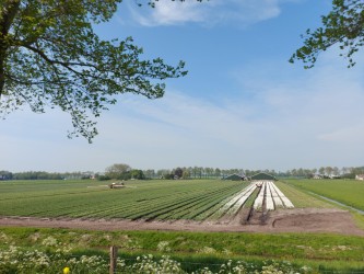 Een laatste tulpenveld in de zuidoost Beemster (Foto: Pukeko)