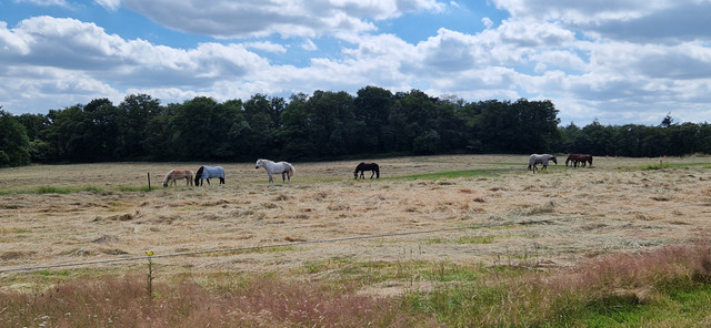 Paarden in de droge weide (Foto: StateOfMind)